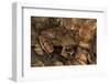 Megophrys Longipes-Paul Starosta-Framed Photographic Print