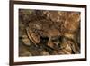 Megophrys Longipes-Paul Starosta-Framed Photographic Print