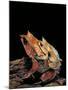 Megophrys Nasuta (Malayan Horned Frog, Long-Nosed Horned Frog, Malayan Leaf Frog) - Mating-Paul Starosta-Mounted Photographic Print