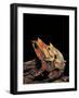 Megophrys Nasuta (Malayan Horned Frog, Long-Nosed Horned Frog, Malayan Leaf Frog) - Mating-Paul Starosta-Framed Photographic Print