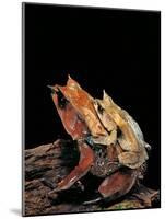 Megophrys Nasuta (Malayan Horned Frog, Long-Nosed Horned Frog, Malayan Leaf Frog) - Mating-Paul Starosta-Mounted Photographic Print