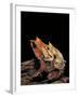 Megophrys Nasuta (Malayan Horned Frog, Long-Nosed Horned Frog, Malayan Leaf Frog) - Mating-Paul Starosta-Framed Photographic Print