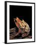 Megophrys Nasuta (Malayan Horned Frog, Long-Nosed Horned Frog, Malayan Leaf Frog) - Mating-Paul Starosta-Framed Photographic Print