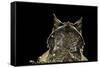 Megophrys Nasuta (Malayan Horned Frog, Long-Nosed Horned Frog, Malayan Leaf Frog)-Paul Starosta-Framed Stretched Canvas