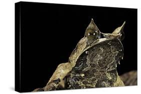 Megophrys Nasuta (Malayan Horned Frog, Long-Nosed Horned Frog, Malayan Leaf Frog)-Paul Starosta-Stretched Canvas