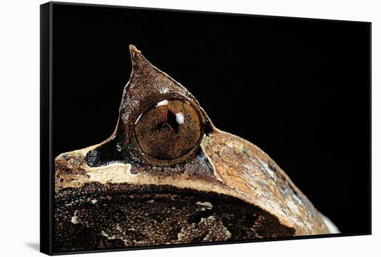 Megophrys Nasuta (Malayan Horned Frog, Long-Nosed Horned Frog, Malayan Leaf Frog)-Paul Starosta-Framed Stretched Canvas