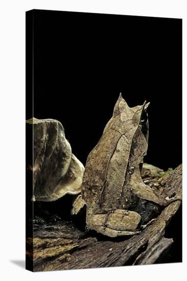 Megophrys Nasuta (Malayan Horned Frog, Long-Nosed Horned Frog, Malayan Leaf Frog)-Paul Starosta-Stretched Canvas