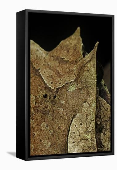 Megophrys Nasuta (Malayan Horned Frog, Long-Nosed Horned Frog, Malayan Leaf Frog)-Paul Starosta-Framed Stretched Canvas