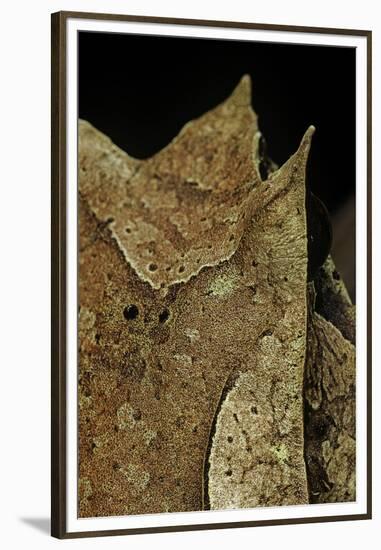 Megophrys Nasuta (Malayan Horned Frog, Long-Nosed Horned Frog, Malayan Leaf Frog)-Paul Starosta-Framed Premium Photographic Print