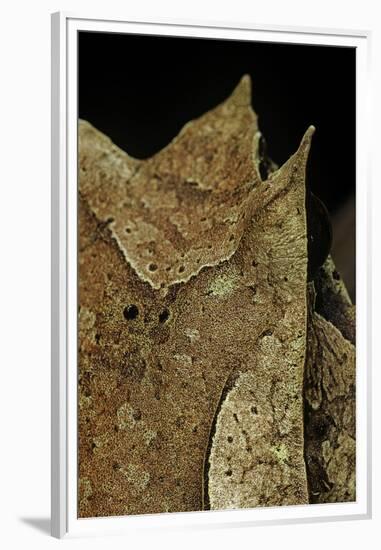 Megophrys Nasuta (Malayan Horned Frog, Long-Nosed Horned Frog, Malayan Leaf Frog)-Paul Starosta-Framed Premium Photographic Print