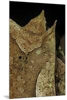 Megophrys Nasuta (Malayan Horned Frog, Long-Nosed Horned Frog, Malayan Leaf Frog)-Paul Starosta-Mounted Premium Photographic Print