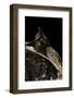 Megophrys Nasuta (Malayan Horned Frog, Long-Nosed Horned Frog, Malayan Leaf Frog)-Paul Starosta-Framed Photographic Print