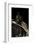 Megophrys Nasuta (Malayan Horned Frog, Long-Nosed Horned Frog, Malayan Leaf Frog)-Paul Starosta-Framed Photographic Print