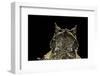 Megophrys Nasuta (Malayan Horned Frog, Long-Nosed Horned Frog, Malayan Leaf Frog)-Paul Starosta-Framed Photographic Print