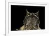 Megophrys Nasuta (Malayan Horned Frog, Long-Nosed Horned Frog, Malayan Leaf Frog)-Paul Starosta-Framed Photographic Print