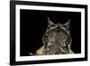 Megophrys Nasuta (Malayan Horned Frog, Long-Nosed Horned Frog, Malayan Leaf Frog)-Paul Starosta-Framed Photographic Print