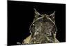 Megophrys Nasuta (Malayan Horned Frog, Long-Nosed Horned Frog, Malayan Leaf Frog)-Paul Starosta-Mounted Photographic Print