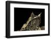 Megophrys Nasuta (Malayan Horned Frog, Long-Nosed Horned Frog, Malayan Leaf Frog)-Paul Starosta-Framed Photographic Print