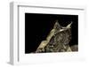 Megophrys Nasuta (Malayan Horned Frog, Long-Nosed Horned Frog, Malayan Leaf Frog)-Paul Starosta-Framed Photographic Print