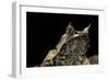 Megophrys Nasuta (Malayan Horned Frog, Long-Nosed Horned Frog, Malayan Leaf Frog)-Paul Starosta-Framed Photographic Print