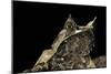 Megophrys Nasuta (Malayan Horned Frog, Long-Nosed Horned Frog, Malayan Leaf Frog)-Paul Starosta-Mounted Photographic Print