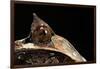 Megophrys Nasuta (Malayan Horned Frog, Long-Nosed Horned Frog, Malayan Leaf Frog)-Paul Starosta-Framed Photographic Print