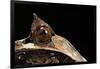 Megophrys Nasuta (Malayan Horned Frog, Long-Nosed Horned Frog, Malayan Leaf Frog)-Paul Starosta-Framed Photographic Print