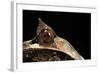 Megophrys Nasuta (Malayan Horned Frog, Long-Nosed Horned Frog, Malayan Leaf Frog)-Paul Starosta-Framed Photographic Print