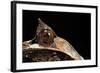 Megophrys Nasuta (Malayan Horned Frog, Long-Nosed Horned Frog, Malayan Leaf Frog)-Paul Starosta-Framed Photographic Print