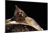 Megophrys Nasuta (Malayan Horned Frog, Long-Nosed Horned Frog, Malayan Leaf Frog)-Paul Starosta-Mounted Photographic Print