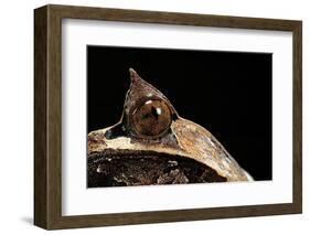 Megophrys Nasuta (Malayan Horned Frog, Long-Nosed Horned Frog, Malayan Leaf Frog)-Paul Starosta-Framed Photographic Print