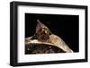 Megophrys Nasuta (Malayan Horned Frog, Long-Nosed Horned Frog, Malayan Leaf Frog)-Paul Starosta-Framed Photographic Print