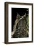 Megophrys Nasuta (Malayan Horned Frog, Long-Nosed Horned Frog, Malayan Leaf Frog)-Paul Starosta-Framed Photographic Print