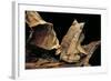 Megophrys Nasuta (Malayan Horned Frog, Long-Nosed Horned Frog, Malayan Leaf Frog)-Paul Starosta-Framed Photographic Print