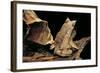 Megophrys Nasuta (Malayan Horned Frog, Long-Nosed Horned Frog, Malayan Leaf Frog)-Paul Starosta-Framed Photographic Print