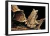 Megophrys Nasuta (Malayan Horned Frog, Long-Nosed Horned Frog, Malayan Leaf Frog)-Paul Starosta-Framed Photographic Print