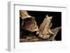 Megophrys Nasuta (Malayan Horned Frog, Long-Nosed Horned Frog, Malayan Leaf Frog)-Paul Starosta-Framed Photographic Print