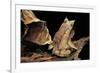 Megophrys Nasuta (Malayan Horned Frog, Long-Nosed Horned Frog, Malayan Leaf Frog)-Paul Starosta-Framed Photographic Print