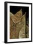 Megophrys Nasuta (Malayan Horned Frog, Long-Nosed Horned Frog, Malayan Leaf Frog)-Paul Starosta-Framed Photographic Print