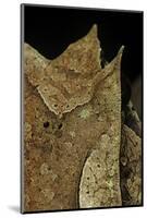 Megophrys Nasuta (Malayan Horned Frog, Long-Nosed Horned Frog, Malayan Leaf Frog)-Paul Starosta-Mounted Photographic Print