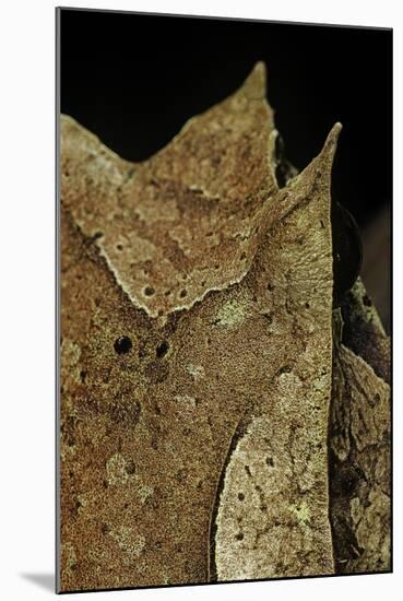 Megophrys Nasuta (Malayan Horned Frog, Long-Nosed Horned Frog, Malayan Leaf Frog)-Paul Starosta-Mounted Photographic Print