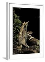 Megophrys Nasuta (Malayan Horned Frog, Long-Nosed Horned Frog, Malayan Leaf Frog)-Paul Starosta-Framed Photographic Print