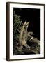 Megophrys Nasuta (Malayan Horned Frog, Long-Nosed Horned Frog, Malayan Leaf Frog)-Paul Starosta-Framed Photographic Print