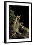 Megophrys Nasuta (Malayan Horned Frog, Long-Nosed Horned Frog, Malayan Leaf Frog)-Paul Starosta-Framed Photographic Print