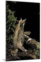 Megophrys Nasuta (Malayan Horned Frog, Long-Nosed Horned Frog, Malayan Leaf Frog)-Paul Starosta-Mounted Photographic Print