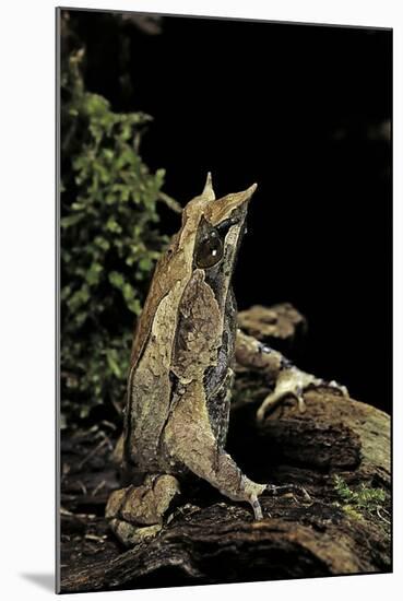 Megophrys Nasuta (Malayan Horned Frog, Long-Nosed Horned Frog, Malayan Leaf Frog)-Paul Starosta-Mounted Photographic Print