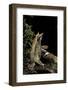 Megophrys Nasuta (Malayan Horned Frog, Long-Nosed Horned Frog, Malayan Leaf Frog)-Paul Starosta-Framed Photographic Print