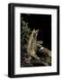 Megophrys Nasuta (Malayan Horned Frog, Long-Nosed Horned Frog, Malayan Leaf Frog)-Paul Starosta-Framed Photographic Print