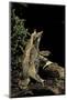 Megophrys Nasuta (Malayan Horned Frog, Long-Nosed Horned Frog, Malayan Leaf Frog)-Paul Starosta-Mounted Photographic Print