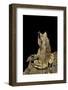 Megophrys Nasuta (Malayan Horned Frog, Long-Nosed Horned Frog, Malayan Leaf Frog)-Paul Starosta-Framed Photographic Print